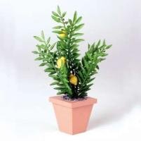 Preisvergleich Produktbild Bodo Hennig Bodo Henning Zitruspflanze