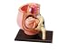 Produktbild Marke neuen 4D Puzzle Menschliche Anatomie 3D-Modell Schwangerschaft Beckenbereich Becken weiblich Baby