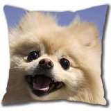Pillow Cases, animals dogs pomeranian patterned square pillow cover