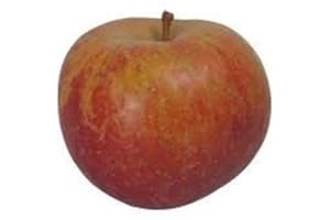 TIRRITO GD Boskoop Äpfel vom Bodensee säuerlich, 5 kg Box, Ernte 21