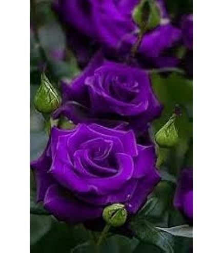 Purple Rose Climbing Live Flower Plant For Indoor and