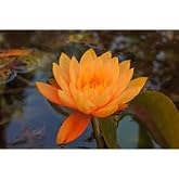 3 Adet Turuncu Lotus Tohumu Nil&uuml;fer Tohumu