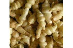 HORTIFLOR BUREAU Crosnes (lot de 3 pieds)