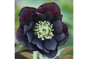 PARK FARM PLANTS Helleborus 'Double Midnight Black' Plug Plants x 3