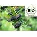 Produktbild 3er Packung Bio Aronia-Beere Kapseln, schwarze Apfelbeere, Aronia melanocarpa - 180 x 400mg Vegi-Kapseln