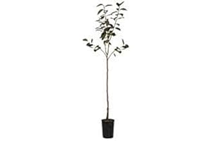 VIVAIO SANTABERNADETTA Kaki Mela Jiro Pianta in Vaso Varietà Kaki Mela Jiro - 1 Pianta