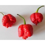 Trinidad Scorpion Moruga Red 20 Samen -Großpackung- Höchste Messwerte über 2.000.000 Scoville
