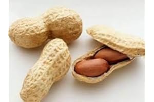 PAGANO DOMENICO E FIGLI SEMENTI DAL 1954 ARACHIDI DA SEMINA GR.250 NOCCIOLINE AMERICANE