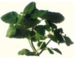 Natural Melissa Lemon Balm Essential Oil. 30ml