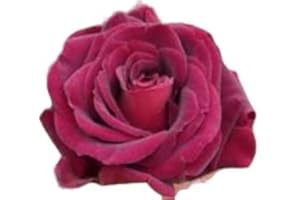 GIFTAPLANT Katie's Rose Superb Gift Idea for Birthday & All Occasions, Personalised Plant & Flower Gifts for Mum,Mom,Women,Girl, Her