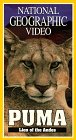 Preisvergleich Produktbild Puma-Lion of the Andes [VHS]