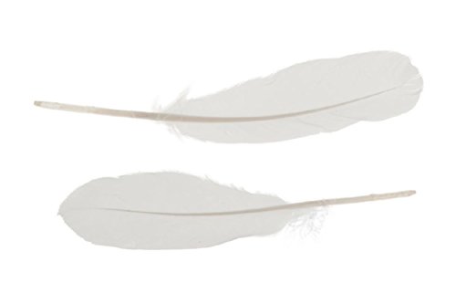 Gänsefedern weiß, 60 Stück 17 – 20 cm - 2
