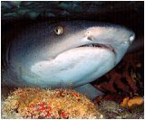 Preisvergleich Produktbild Sharks: Size Matters