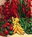 30 BIRDS EYE CHILI PEPPER (Chiltepin Pepper) Capsicum Frutescens Vegetable Seeds by Seedville