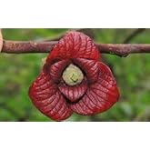 Pianta Di Asimina Triloba (Banano Del Nord) - Albero Da Frutto Paw Paw 100cm, Rustico E Resistente