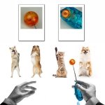 Pet-Training-Stick-Focuspet-Pet-Target-Stick-Portable-UltrasonicSound-Training-Clicker-Dog-Cat-Commander-Stick-Blue