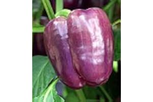 HENSITA Heirloom Heritage Sweet Bell Pepper Seeds. Lilac. Certified Organic Grower