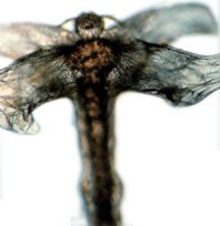 Wurmmittel Fische, Parasitenmittel Koi – wurmfrei, karpfenlausfrei, Parasitenbekämpfung mit Cyromazin – beseitigt schonend, dauerhaft und nachhaltig Würmer und andere Parasiten im Koiteich und am Koi. Tomodachi Wurmfrei Pro 1L Cyromazin Konzentrat ausreichend für 50.000L Teichwasser - 7