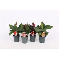 1 Pflanze Canna 40cm, /-,Blumenohr, Gartenpflanze, Kübelpflanze