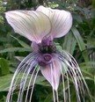 Weiße Fledermausblume "White-Bat-Flower" - Tacca integrifolia *10 Samen* >Teufelsblume<