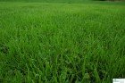 Rasen Schattenrasen Grassamen Rasensamen Rasensaat Gras 10kg - 2