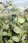  Eucalyptus neglecta HARDY EUCALIPTO semillas del árbol!