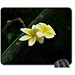 Produktbild White Frangipani From Bali Mouse Pad, Mousepad (Flowers Mouse Pad)