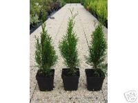 Thuja Lebensbaum "Smaragd" Topfballen 25-30 cm 50 St. Hecke Heckenpflanze