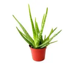 Creative Farmer Aloe Vera Easy to Maintain Barbados Aloe Live Plant Office/Home Garden Pack