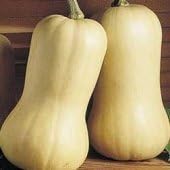 Waltham Butternut Squash - 10 seeds - vegetable garden