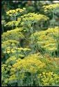 Suffolk Herbs - Pictorial Pack - Dill Organic Seed Sari - 200 Seeds
