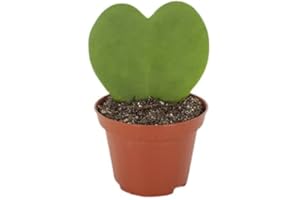 DELVIVERODIRECT Hoya Kerrii M-6 (Altura 10 cm) Planta Natural Interior - Planta forma de corazón ideal para regalos boda