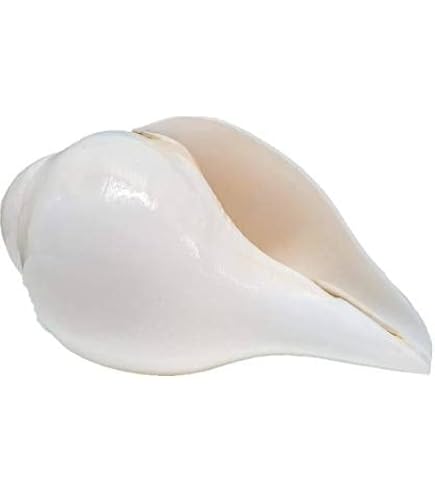 A Shankha. Seashell Is A Conch Shell Of Ritual And Religious Importance In Hinduism And Buddhism Concept