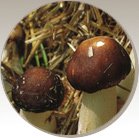 Download Literatur: Pilze anbauen