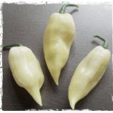 Fatalii White/Weiß 10 Samen (Extra scharfe weiße Chili) ***RARITÄT*** >>>Der Blickfang im Garten<<<