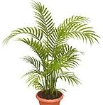 25 Seeds Chrysalidocarpu​s Lutescens Areca Palm, Butterfly Palm