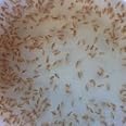 Pack of 1 Live Daphnia Water Fleas Fish Food, 100ml Bags, Tropical Fish