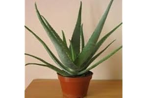 FLORES FRESCAS ONLINE Planta Aloe Vera Natural Eco Maceta 13 cm PORTES GRATIS