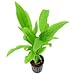Amaze Aqua Echinodorus Bleheri Aquarium Plants - Amazon Sword RS.140.00