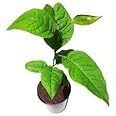 PlantaZee Live Plant Bel/Bilva Patra/Bael/Bel Pathar Fruit Plant
