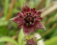 gemischtes Pflanzensortiment mit 25 Pflanzen Teichpflanzen Teichpflanze Teich - 3