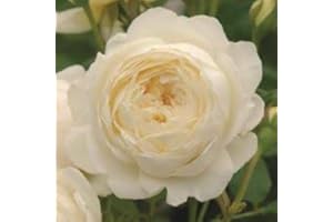Claire Austin Tm, rosa viva di Rose Barni®, rosa in vaso English Roses®, fiori grandi a coppa, profumo intenso, colore bianco crema, cod. 71067