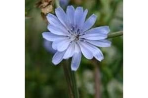 JUST SEED JustSeed - Wild Flower - Chicory - Cichorium intybus - 1500 Seeds