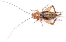 Silent Crickets Small Medium MAXIPACK of 250 Size 3 6-10mm