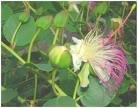 Capparis Spinosa-cappero .semi 50