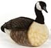 Produktbild Canada Goose 17.72" by Hansa by Hansa