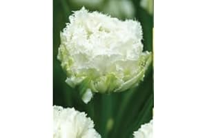 AGRONOM TESTED IN THE GARDEN AGRONOM | TULIPANES - SNOW CRYSTAL | Bulbos de flores perennes | Flores Blanco | Se cultivan en jardines de flores, macetas, se plantan en céspedes en flor | Paquete de 5 bulbos de flores