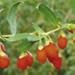 Produktbild Suttons Seeds 188070 Goji Beeren-Samen, ertragreich