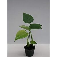 Monstera delicosa ca. 25 cm Köstliches Fensterblatt Zimmerpflanze