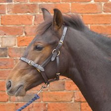 Hy-Leather-Foal-Head-Collar-Black-Medium